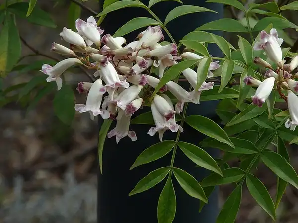 Photo of Pandorea pandorana (Pandorea pandoranas)