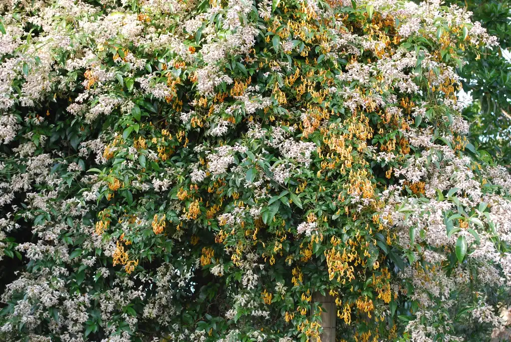 Photo of Pandorea pandorana (Pandorea pandoranas)