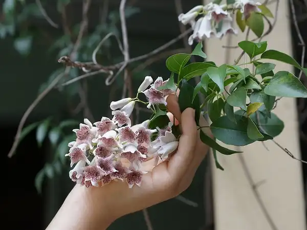 Photo of Pandorea pandorana - Flowers:Tatters