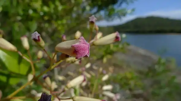 Photo of Pandorea pandorana - Flower buds:John Tann