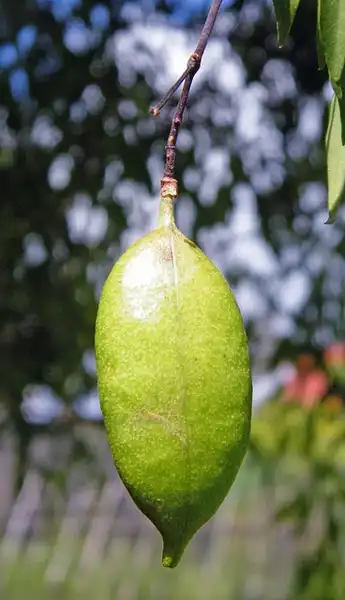 Photo of Pandorea pandorana - Unripe fruits:Scamperdale