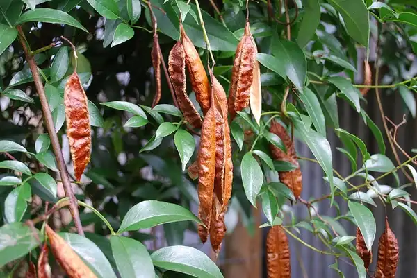 Photo of Pandorea pandorana - Ripe fruits:Sydney Oats