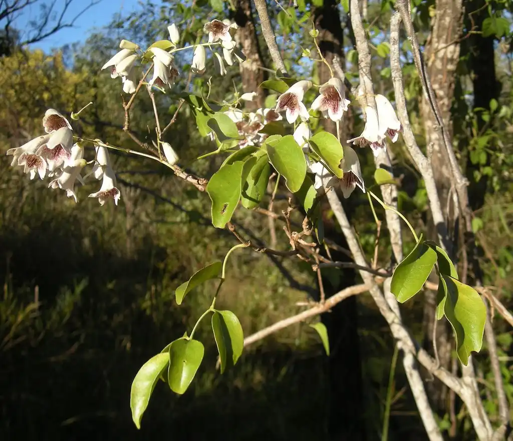 Photo of Pandorea pandorana - Stems and leaves:Mark Marathon