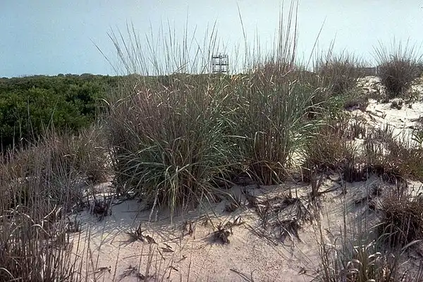 Foto de Panicum amarum (Panicum amarums)