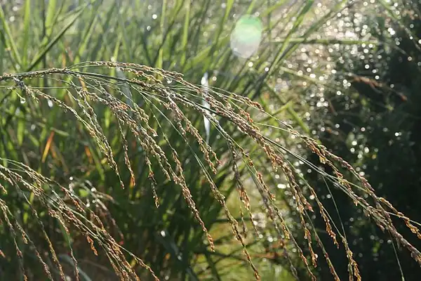 Foto de Panicum amarum (Panicum amarums)