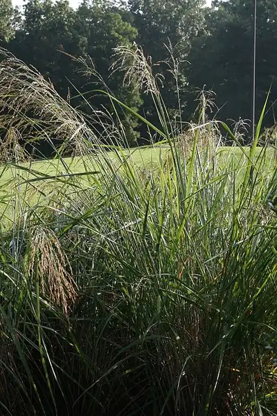Foto de Panicum amarum - Panicum amarum 'Dewy Blue' form taken at North Carolina Arboretum, Asheville, NC.:David J. Stang