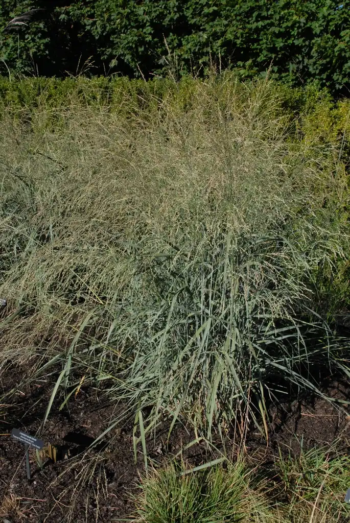 Foto de Panicum amarum - 'Dewey Blue' Full Form:Jim Robbins