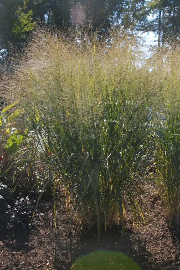 Photo of Panicum virgatum 'Cloud Nine' (Panicum virgatum 'Cloud Nine's)