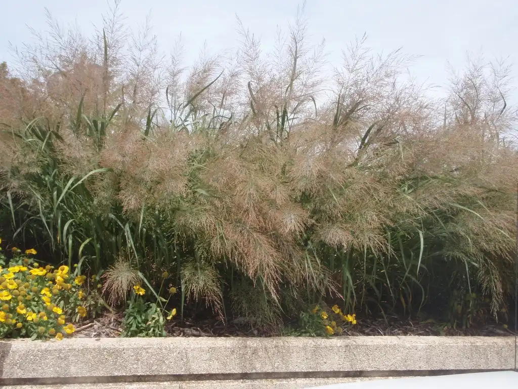 Photo of Panicum virgatum 'Heavy Metal' (Panicum virgatum 'Heavy Metal's)
