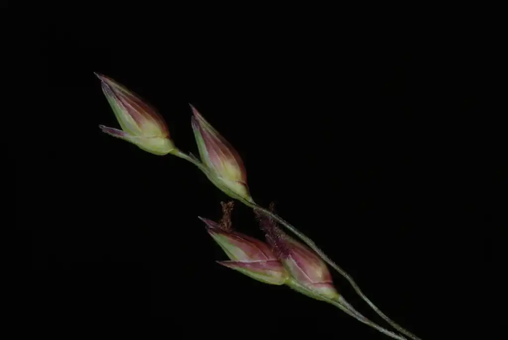 Photo of Panicum virgatum (Panicum virgatums)