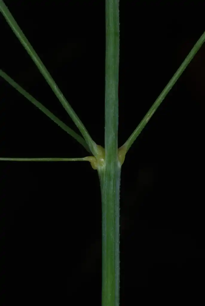 Photo of Panicum virgatum (Panicum virgatums)