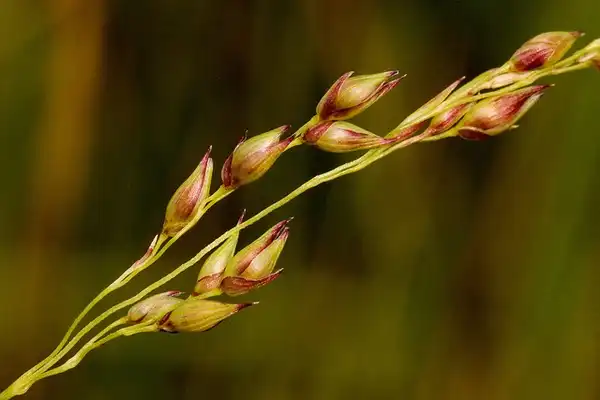 Photo of Panicum virgatum - Inflorescence:Patrick Alexa