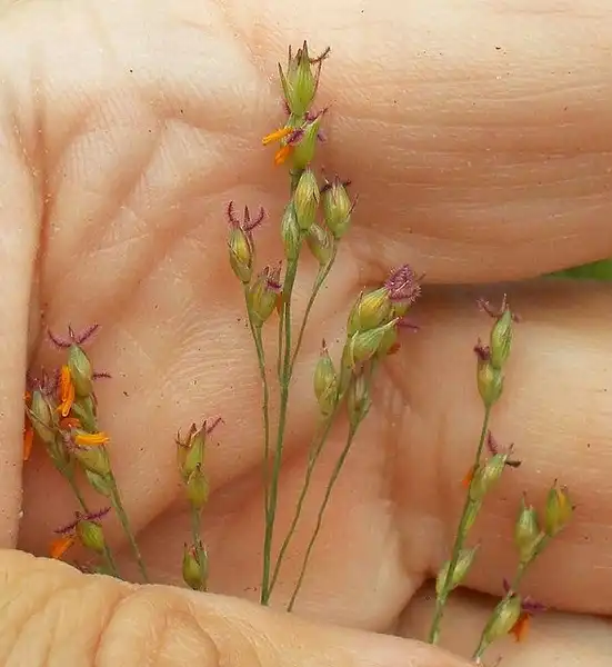 Photo of Panicum virgatum - :Andrey Zhakikh