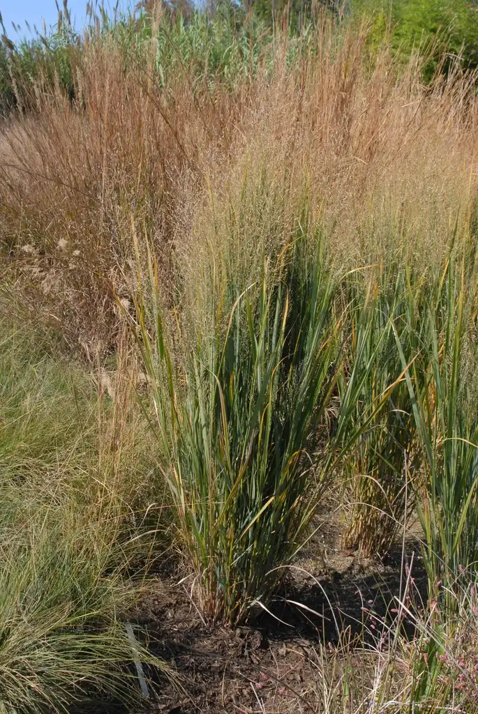 Photo of Panicum virgatum - 'Northwind' Full Form:Jim Robbins
