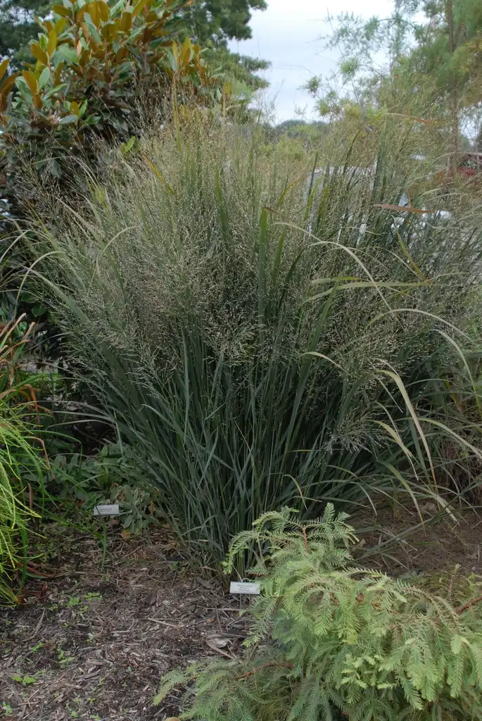 Photo of Panicum virgatum - 'Northwind' Growth Habit:Jim Robbins