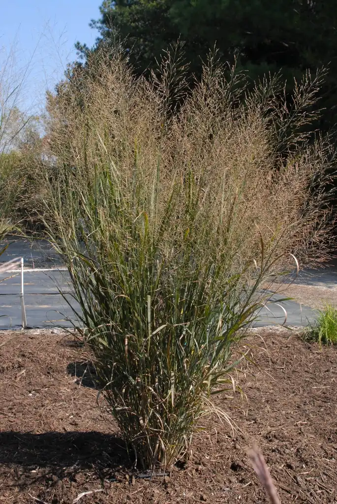 Photo of Panicum virgatum - 'Thundercloud' Form:Jim Robbins