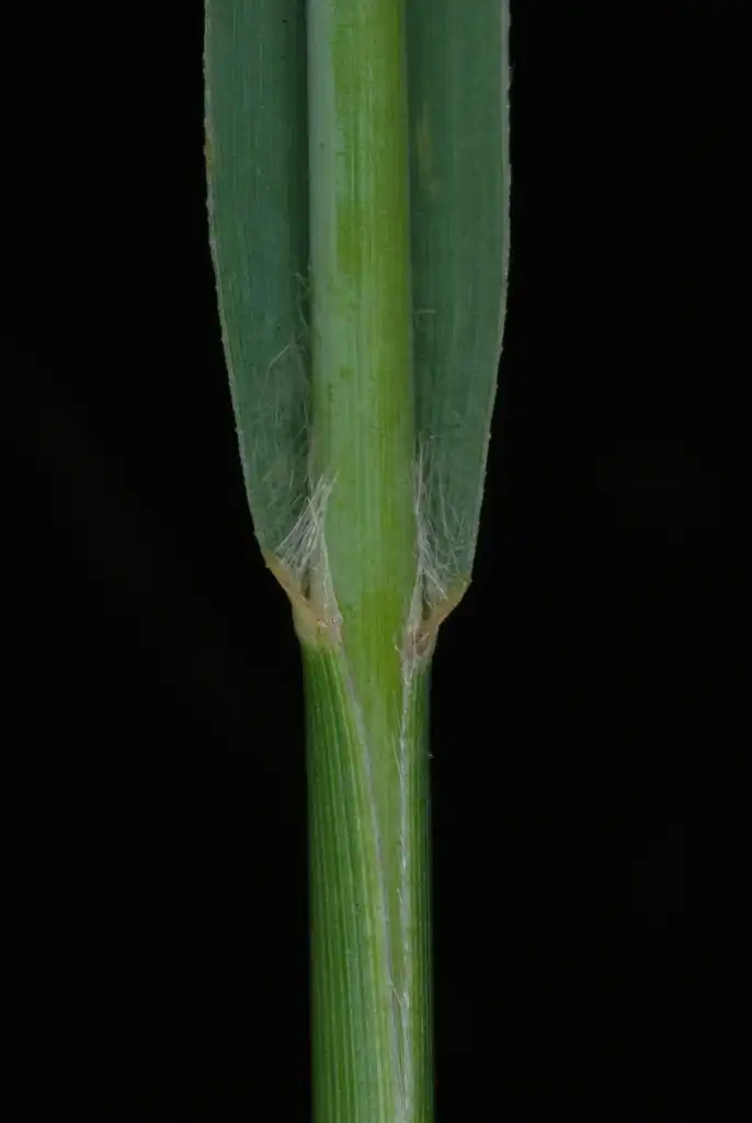 Photo of Panicum virgatum - (Lambton, Toronto, ON)-Early Fall:Douglas Goldman, USDA