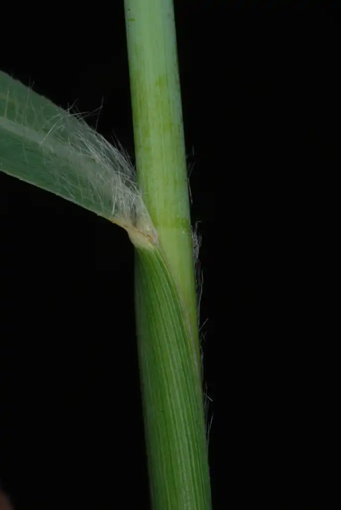 Photo of Panicum virgatum - (Lambton, Toronto, ON)-Early Fall:Douglas Goldman, USDA