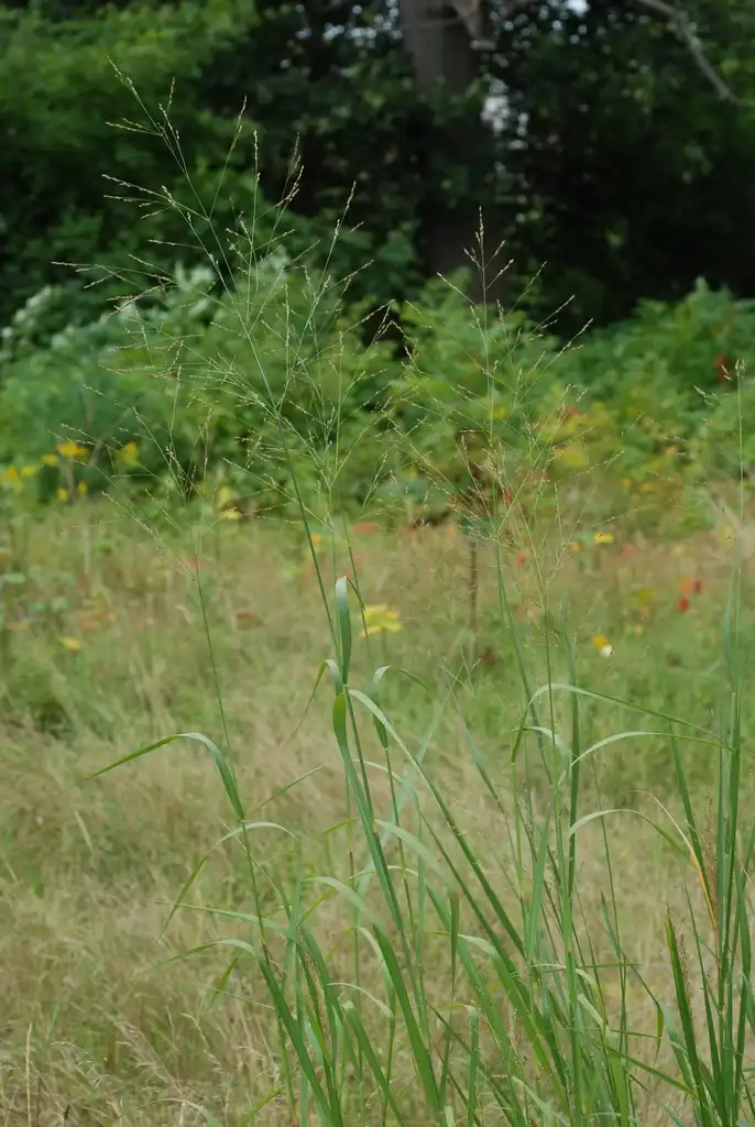 Photo of Panicum virgatum - (Lambton, Toronto, ON)-Early Fall:Douglas Goldman, USDA