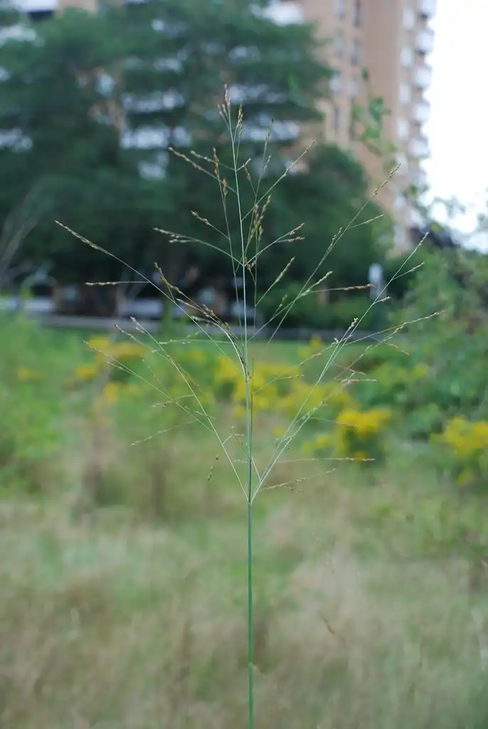Photo of Panicum virgatum - (Lambton, Toronto, ON)-Early Fall:Douglas Goldman, USDA