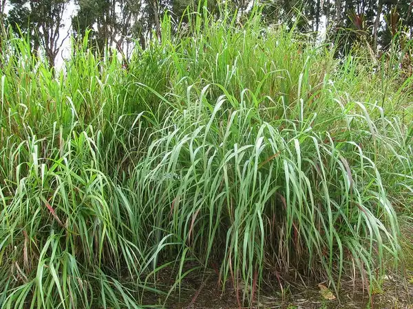 Photo of Panicum virgatum - Form:Forest and Kim Starr