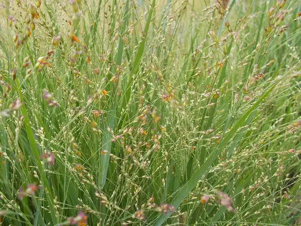 Photo of Panicum virgatum - :Andrey Zharkikh