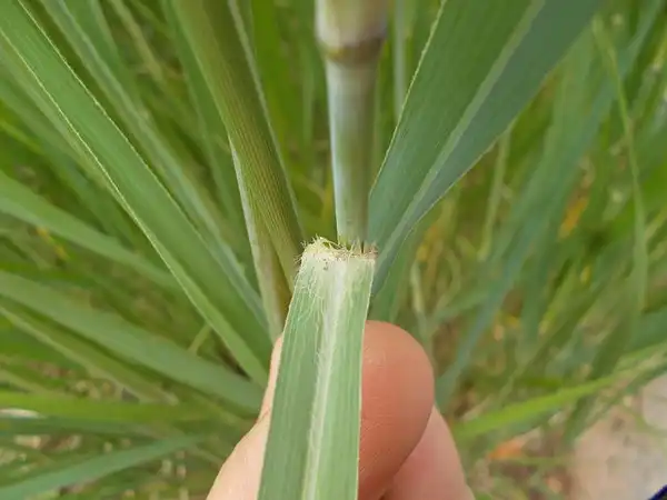 Photo of Panicum virgatum - Leaf blade attachment:Andrey Zharkikh