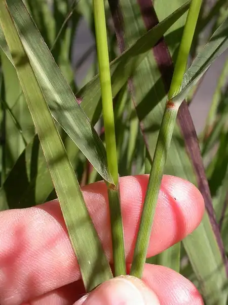 Photo of Panicum virgatum - :Matt Lavin