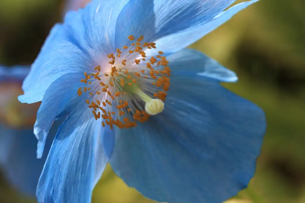 Фото Papaver betonicifolium (Papaver betonicifoliums)