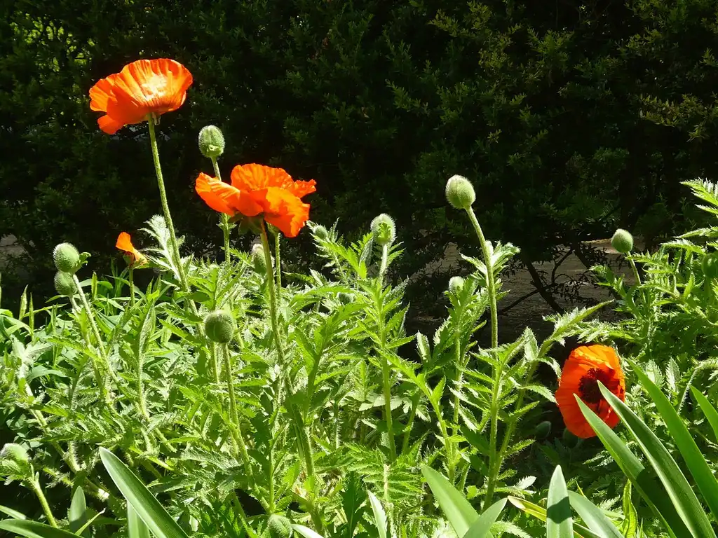Photo of Papaver orientale (Papaver orientales)