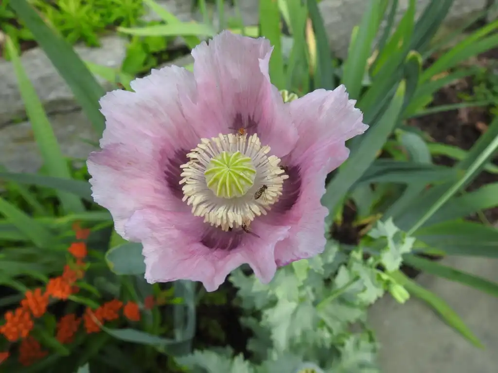 Photo of Papaver orientale (Papaver orientales)