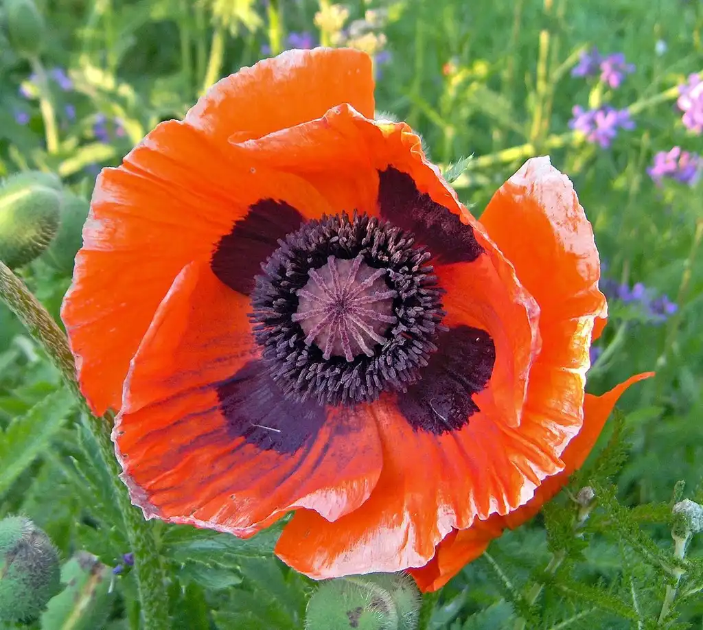 Photo of Papaver orientale - Close up of flower:RoyBoy