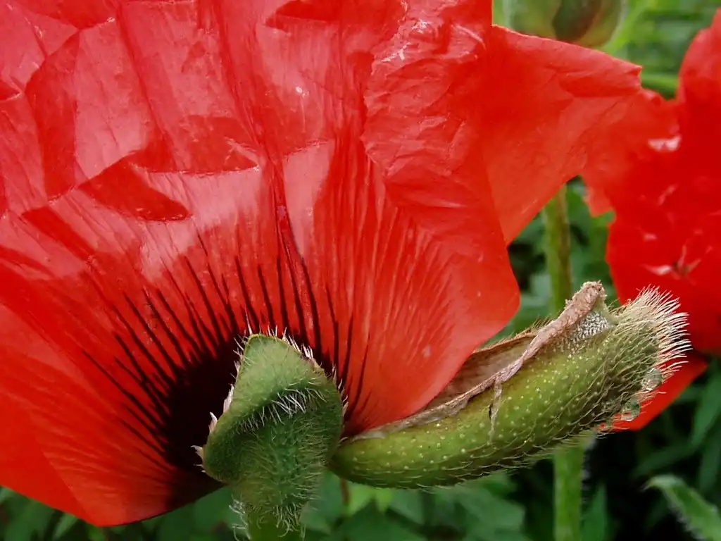 Photo of Papaver orientale - Back of flower:Amanda Slater