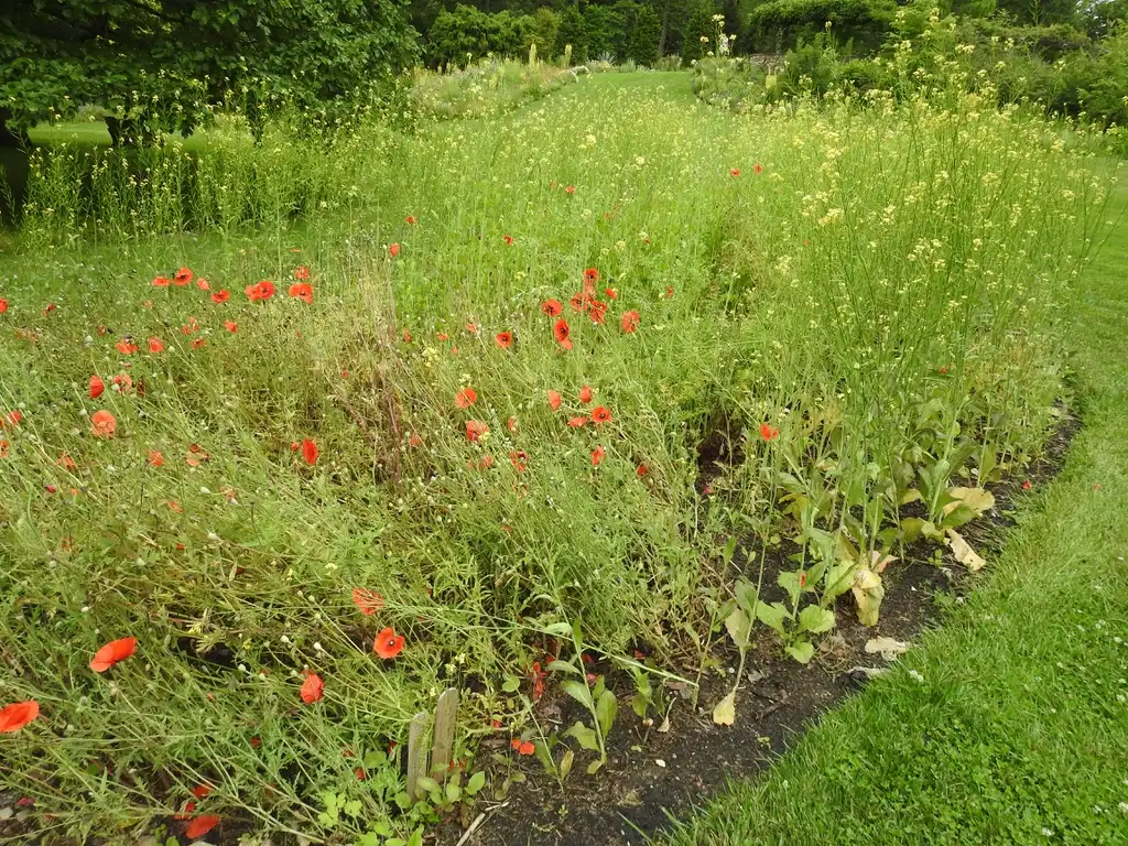 Photo of Papaver rhoeas (Papaver rhoeass)
