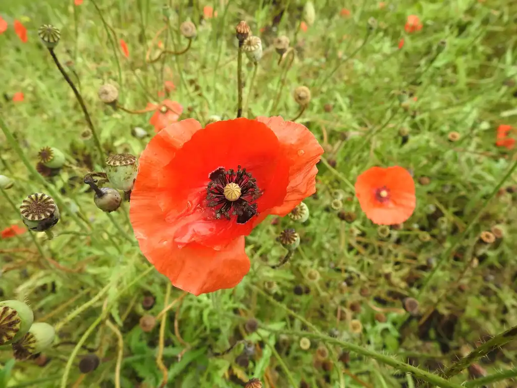 Photo of Papaver rhoeas (Papaver rhoeass)