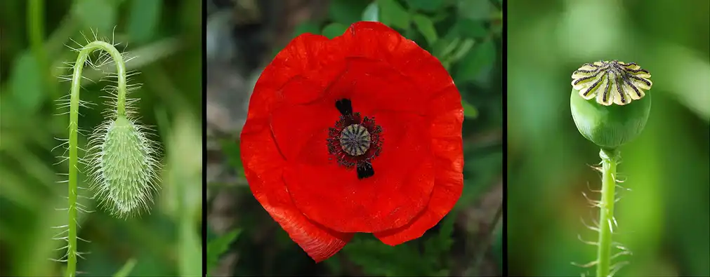 Photo of Papaver rhoeas - Life stages:Alvesgaspar