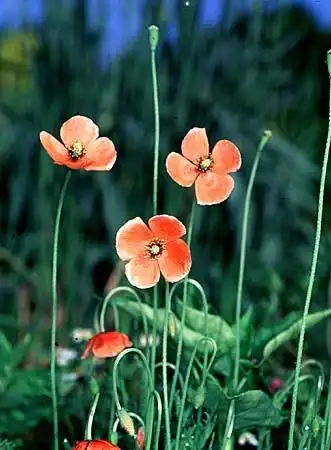 Photo of Papaver (Papavers)