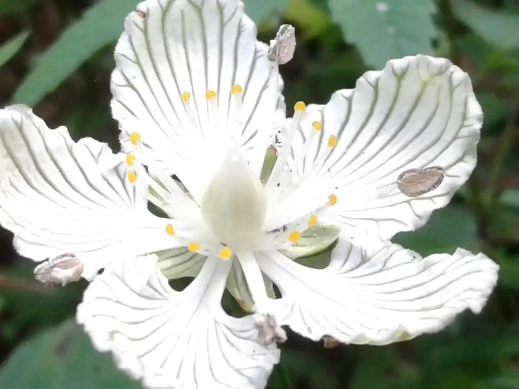 Photo of Parnassia asarifolia (Parnassia asarifolias)