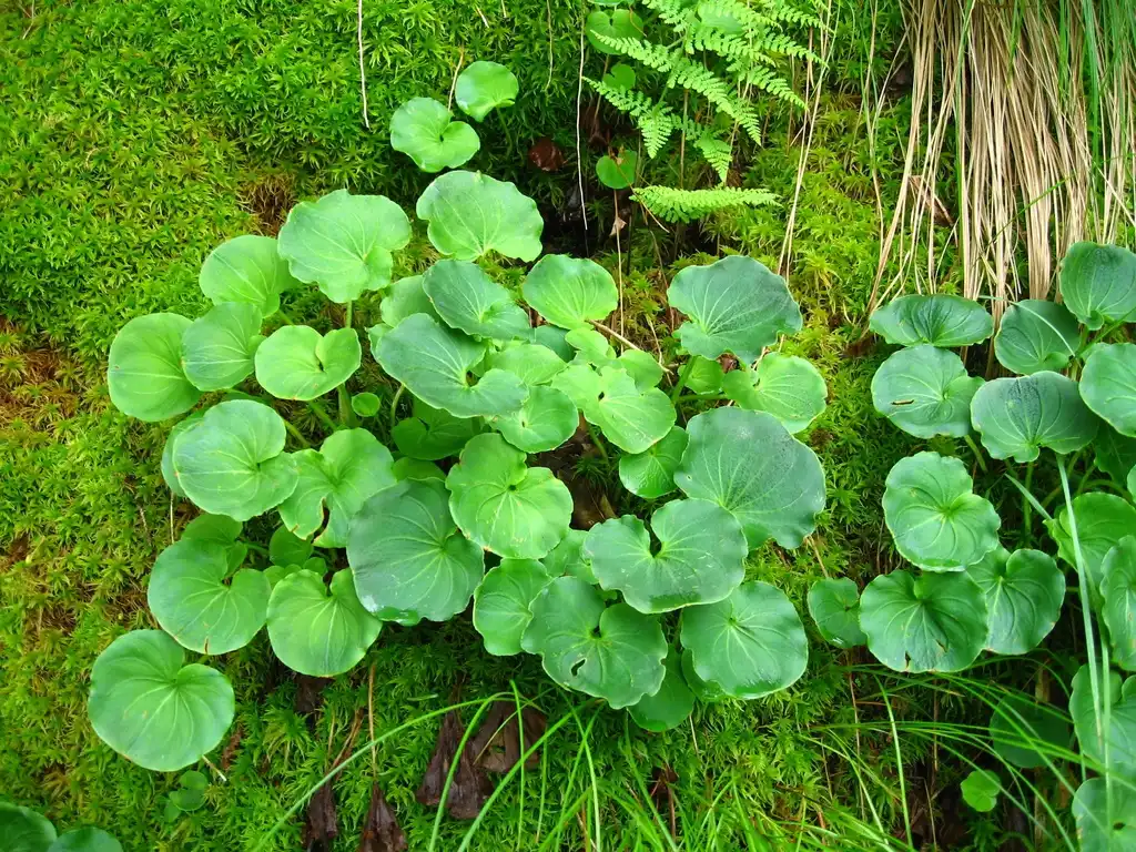 Photo of Parnassia asarifolia (Parnassia asarifolias)