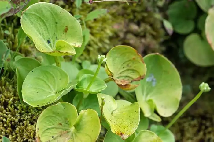 Photo of Parnassia asarifolia - Leaves:Rich Stevenson