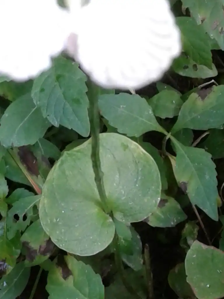 Photo of Parnassia asarifolia - Stem leaf:Marcia Ford
