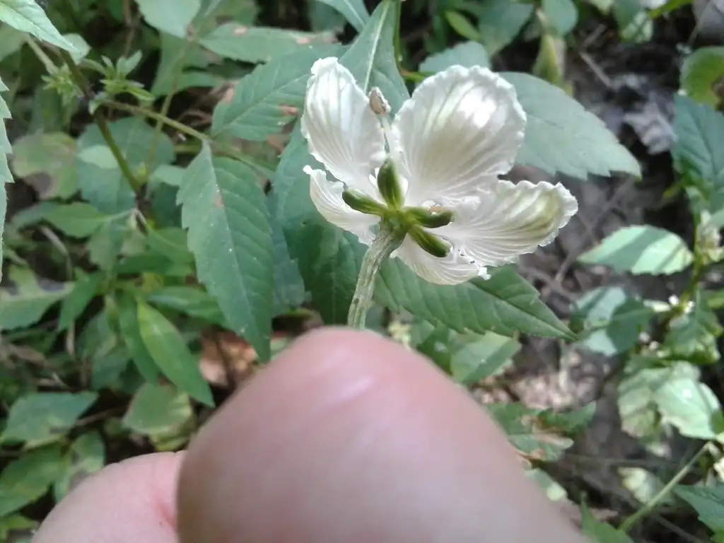 Photo of Parnassia asarifolia - Back of flower:Marcia Ford