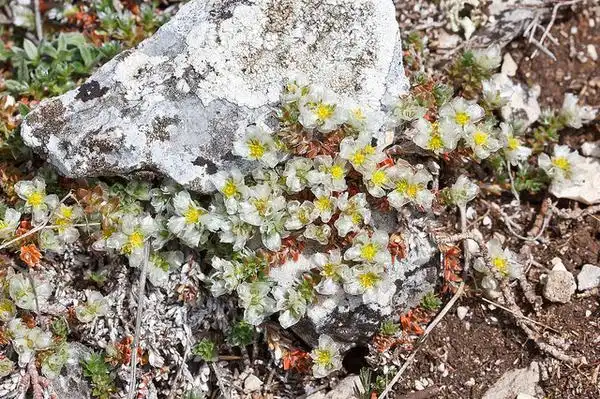 Фото Paronychia kapela (Paronychia kapelas)
