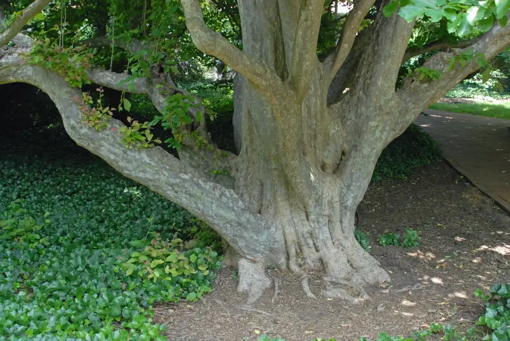 Photo of Parrotia persica (Parrotia persicas)
