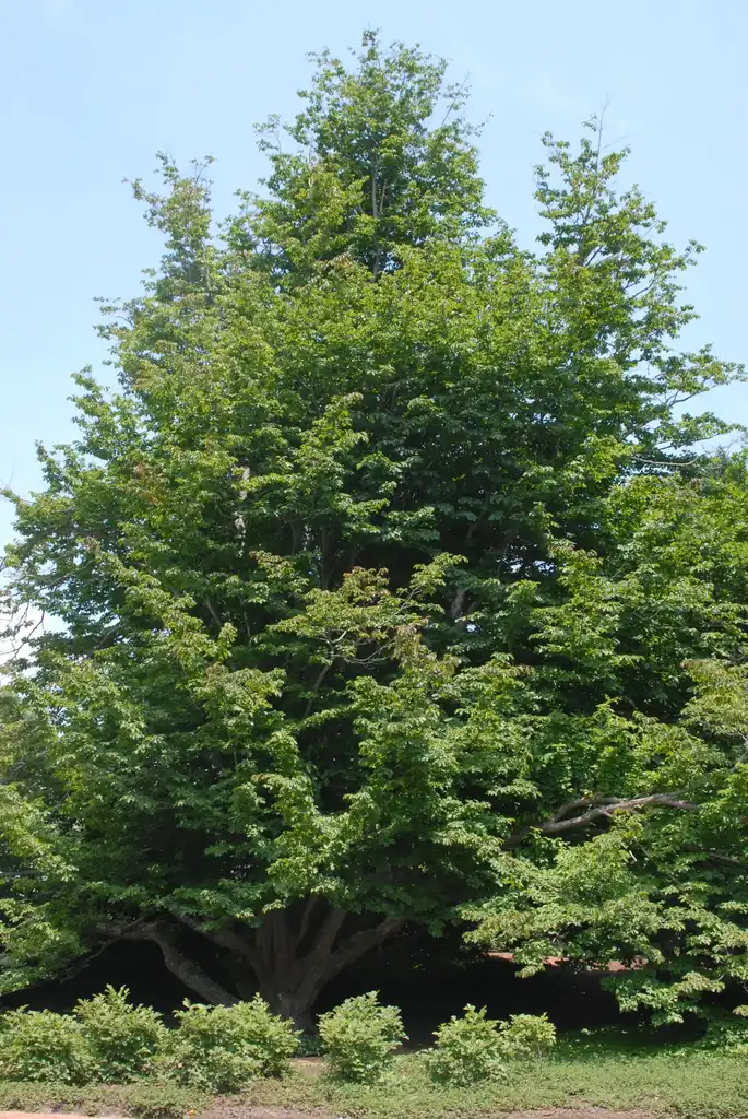 Photo of Parrotia persica (Parrotia persicas)