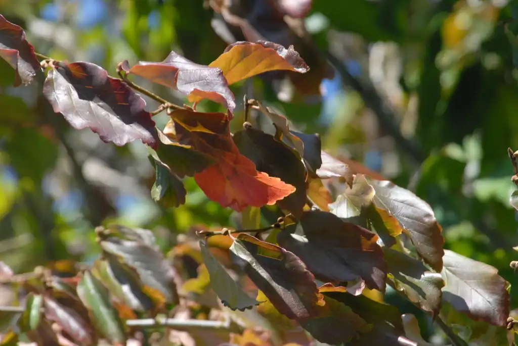 Photo of Parrotia persica - Leaves:Jim Robbins