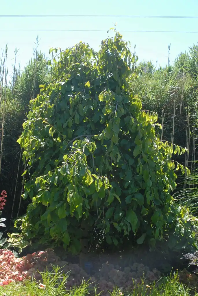 Photo of Parrotia persica - 'Pendula' Form:Jim Robbins