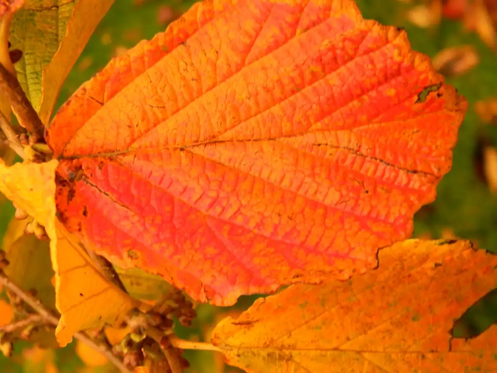 Photo of Parrotia persica - Fall Leaf Close-up (Buncombe County,NC):Randy Harter