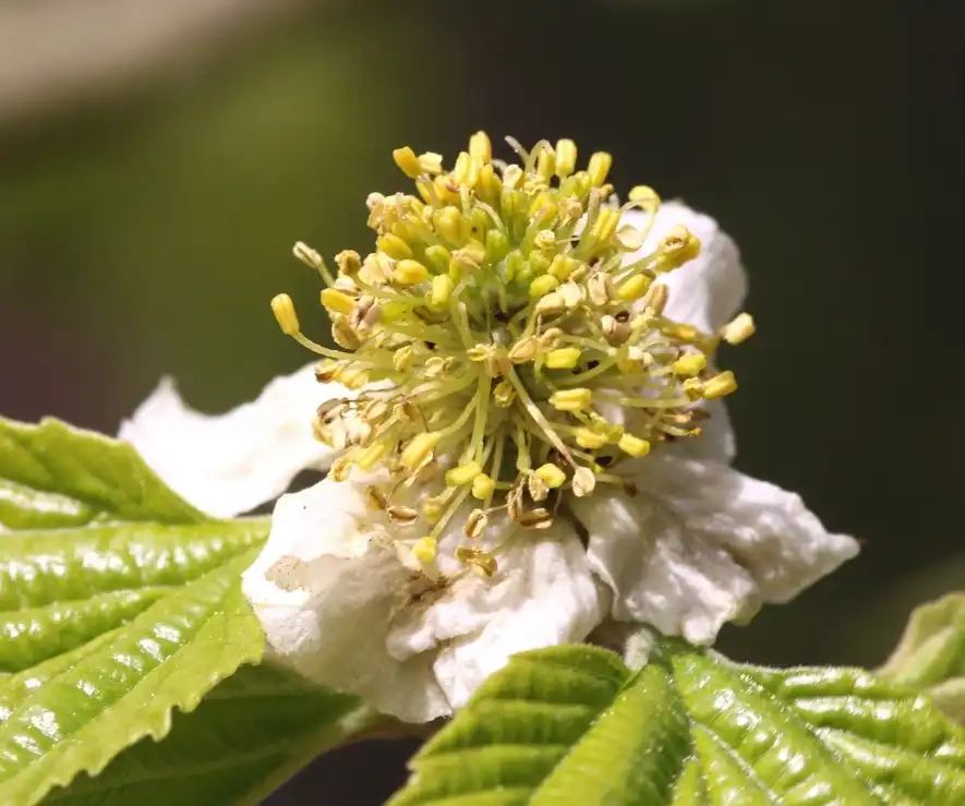 Photo of Parrotiopsis jacquemontiana (Parrotiopsis jacquemontianas)