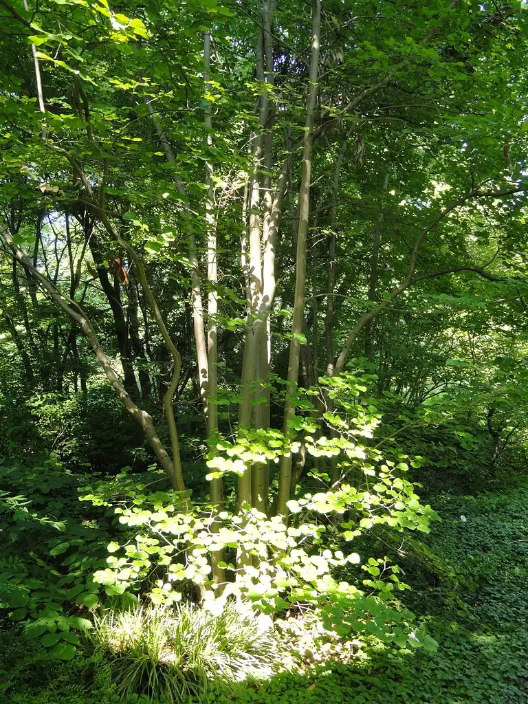 Photo of Parrotiopsis jacquemontiana (Parrotiopsis jacquemontianas)